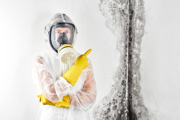 Professional Mold Removal in Landing, NJ