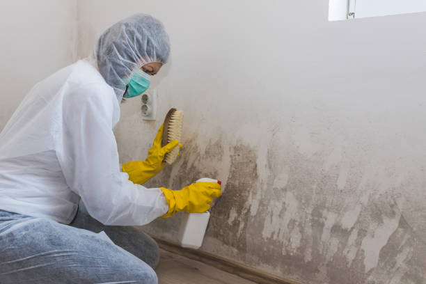 Why You Should Choose Our Mold Remediation Services in Landing, NJ